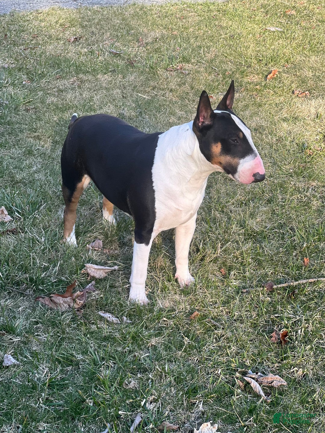 Bull Terrier dogs for sale: Fatso - Image 9