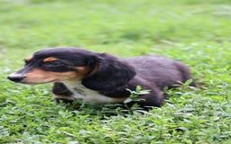 Miniature Dachshund dogs for sale: Duke - Image 10