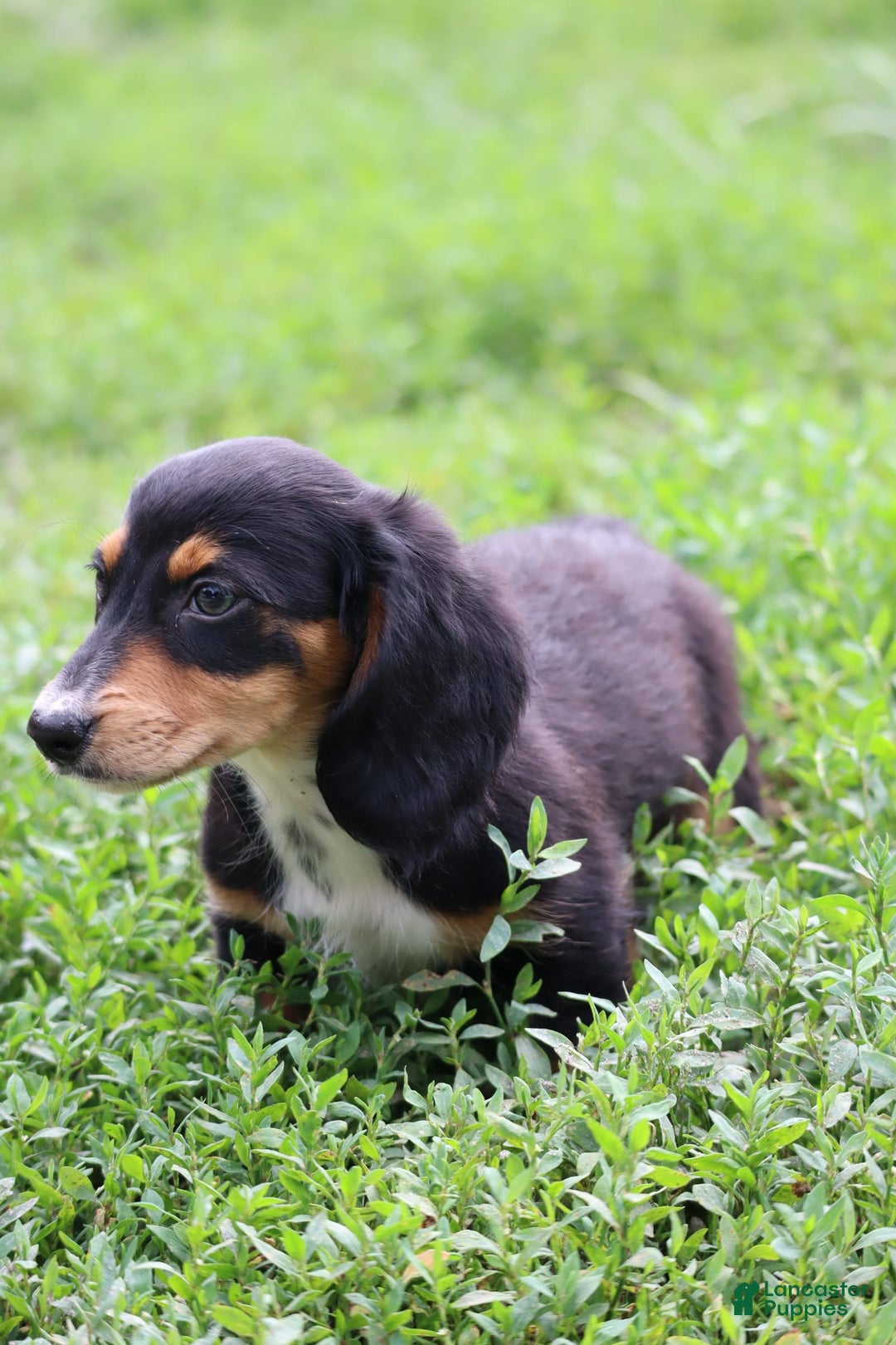 Miniature Dachshund dogs for sale: Duke - Image 10