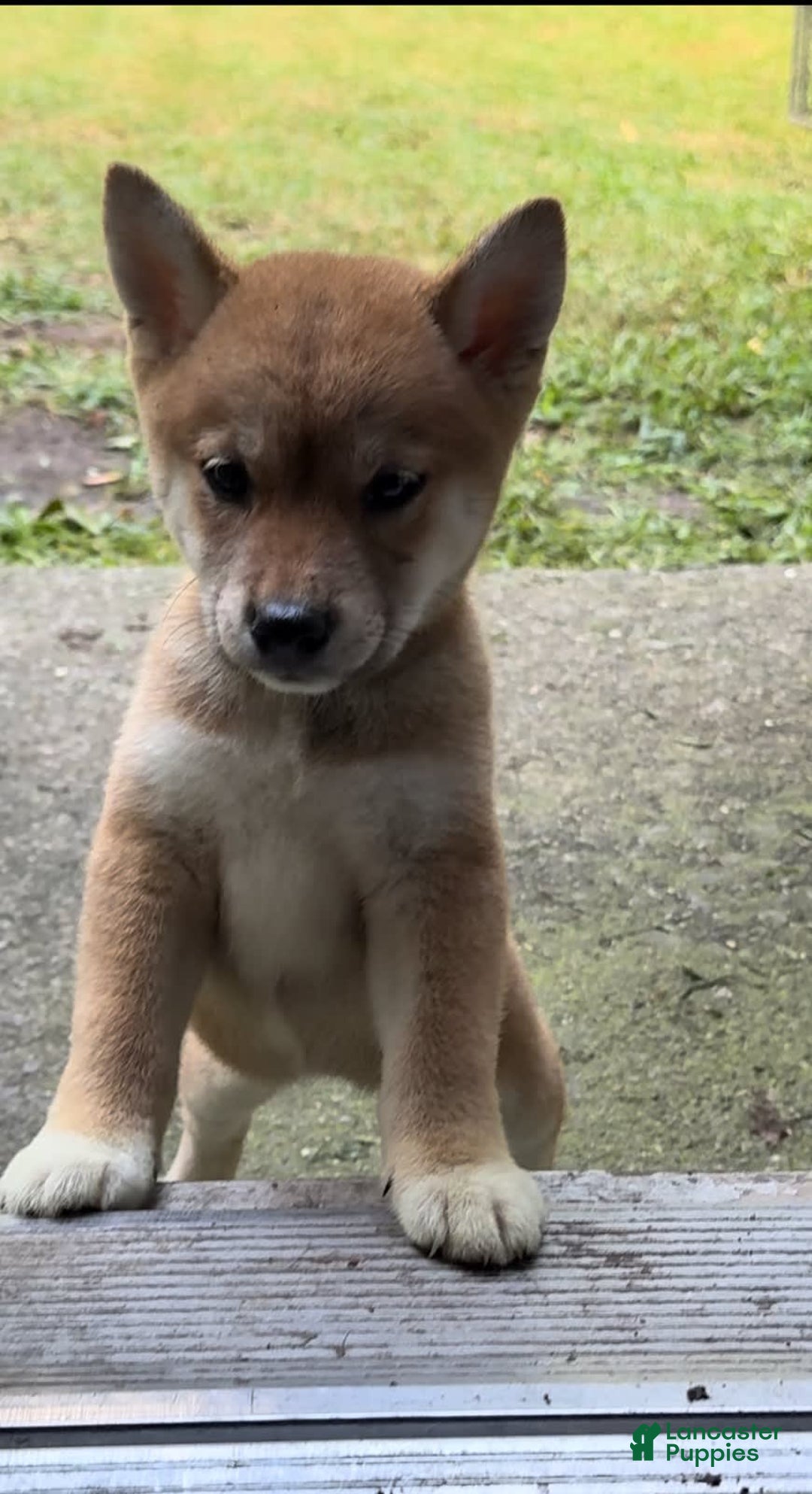 Shiba Inu dogs for sale: Foxy - Image 2