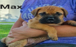 Bullmastiff dogs for sale: Max - Image 1