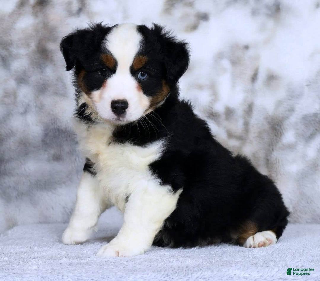 Miniature Australian Shepherd dogs for sale: Jace - Image 8