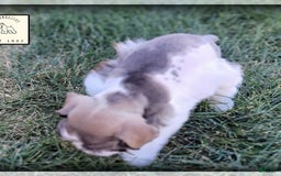 Miniature Schnauzer dogs for sale: Otis - Image 6