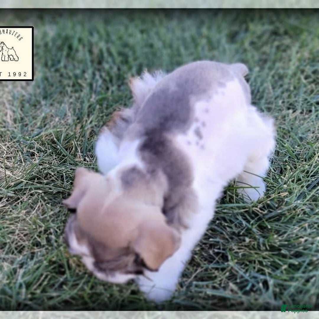 Miniature Schnauzer dogs for sale: Otis - Image 6