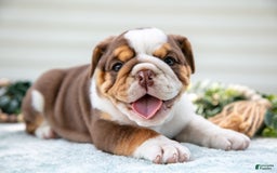 English Bulldog dogs for sale: Emily - Image 1