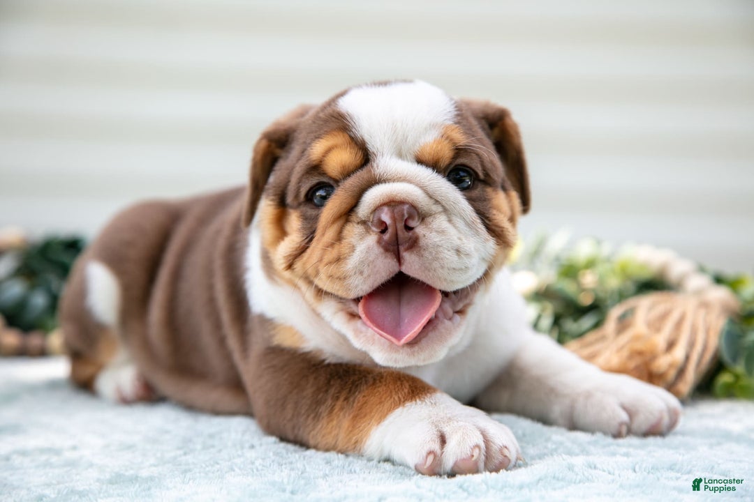 English Bulldog dogs for sale: Emily - Image 1