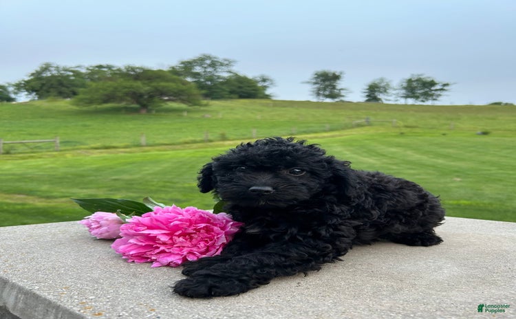 Mini Aussiedoodle dogs for sale - Ad 2
