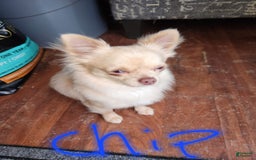 Chihuahua dogs for sale: Gunner - Image 6