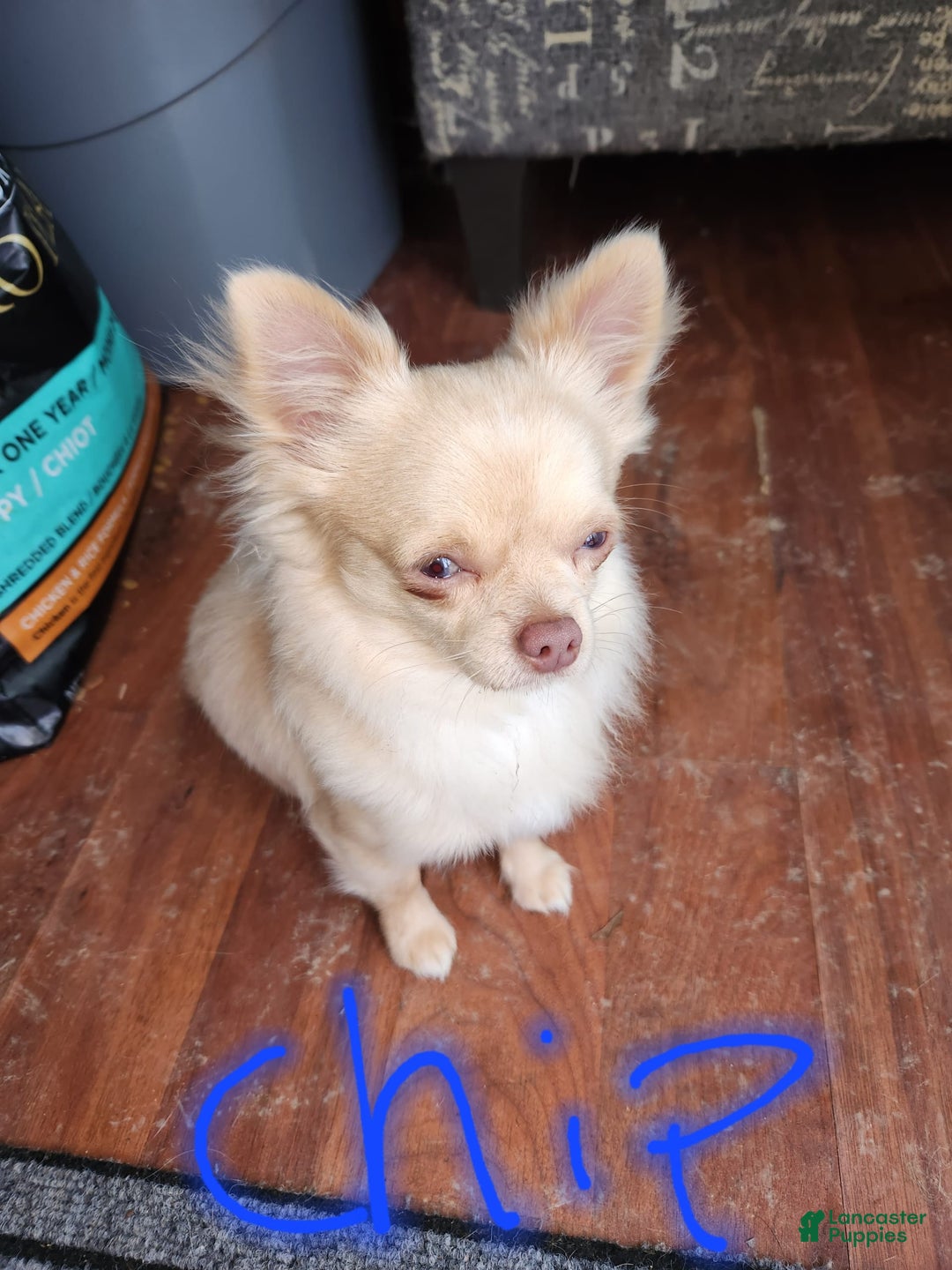 Chihuahua dogs for sale: Gunner - Image 6