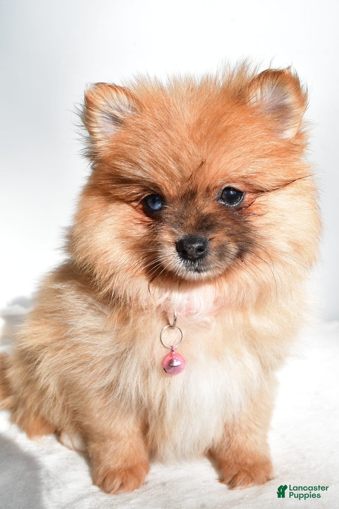 Pomeranian dogs for sale: Elisa - Image 6