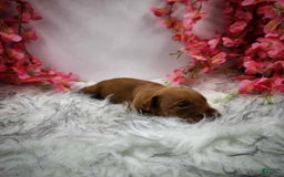 Doberman Pinscher dogs for sale: Cedar - Image 1