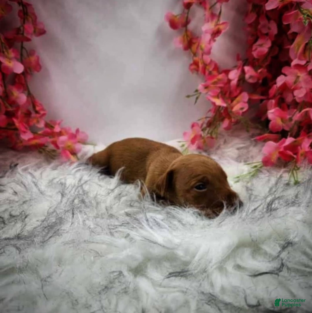 Doberman Pinscher dogs for sale: Cedar - Image 1