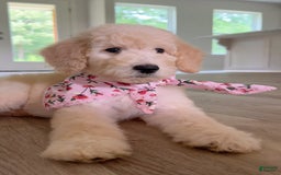Goldendoodle dogs for sale: Poppy - Image 3