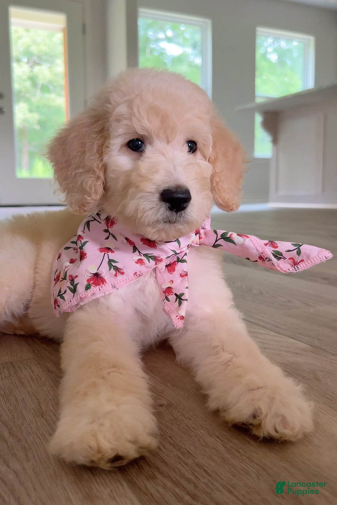 Goldendoodle dogs for sale: Poppy - Image 3