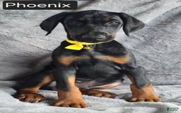 Doberman Pinscher dogs for sale: Phoenix - Image 5