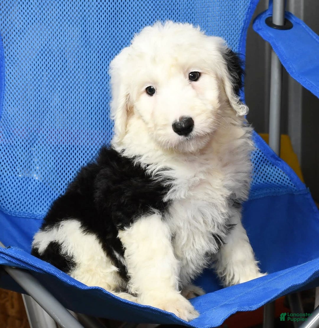 Sheepadoodle dogs for sale: Daisy - Image 6