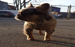 French Bulldog dogs for sale: Tae - Image 13