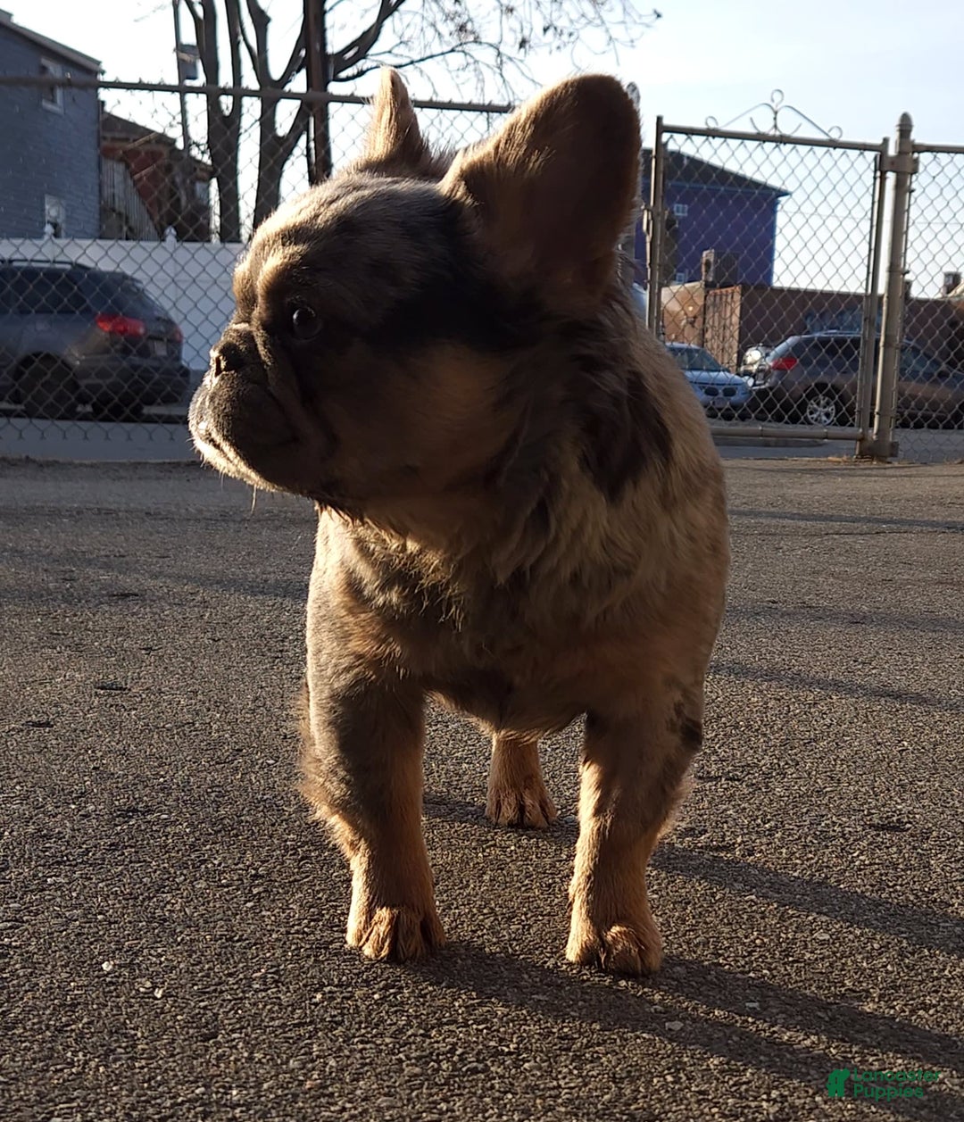 French Bulldog dogs for sale: Tae - Image 13