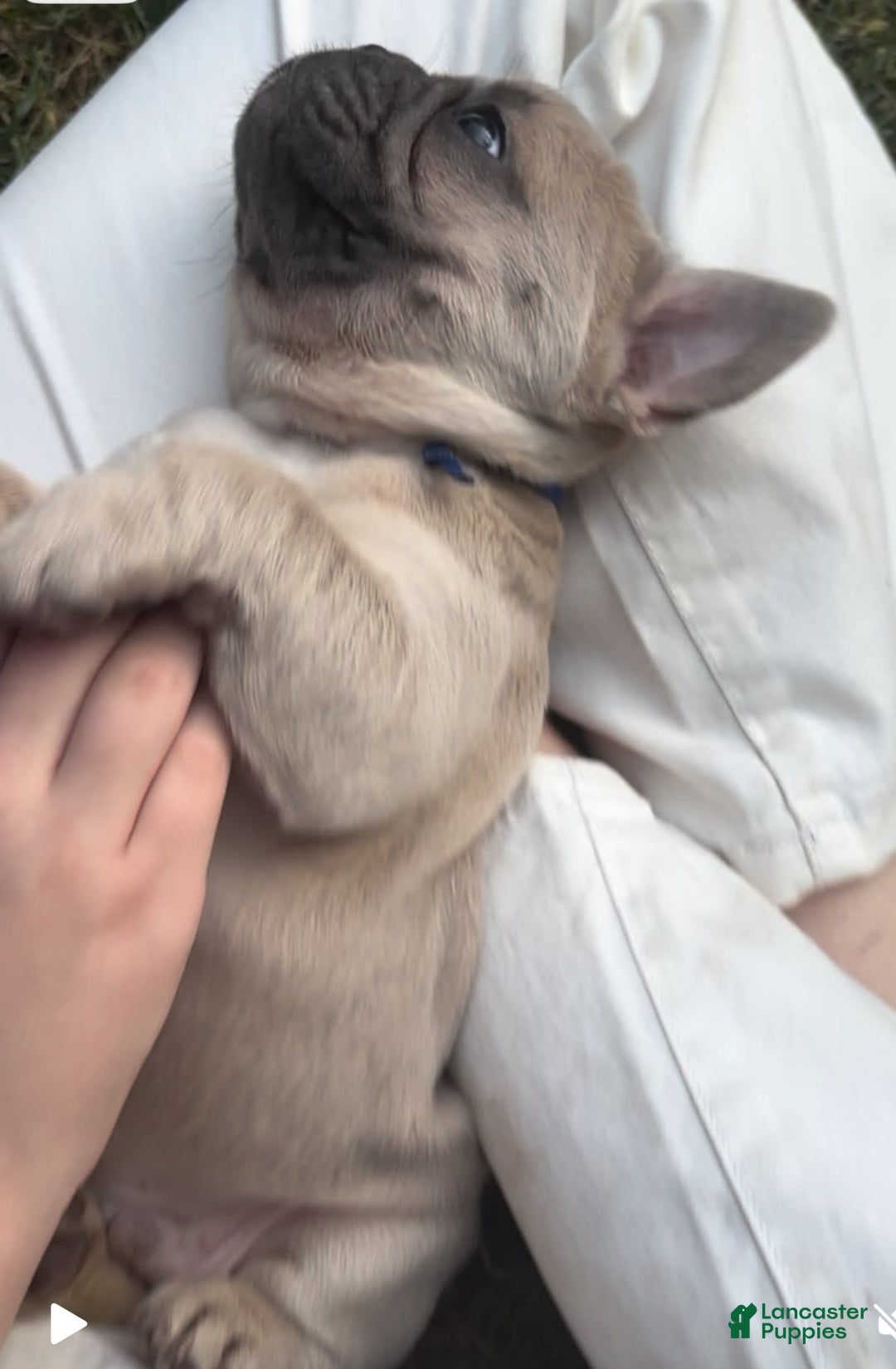 French Bulldog dogs for sale: Linus - Image 5