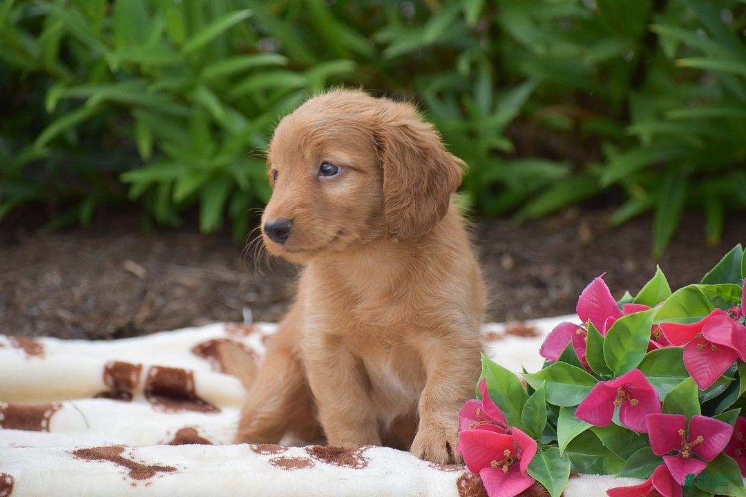 Miniature Dachshund dogs for sale: Teddy - Image 7