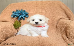 Bichon Frise dogs for sale: Kirsten - Image 3