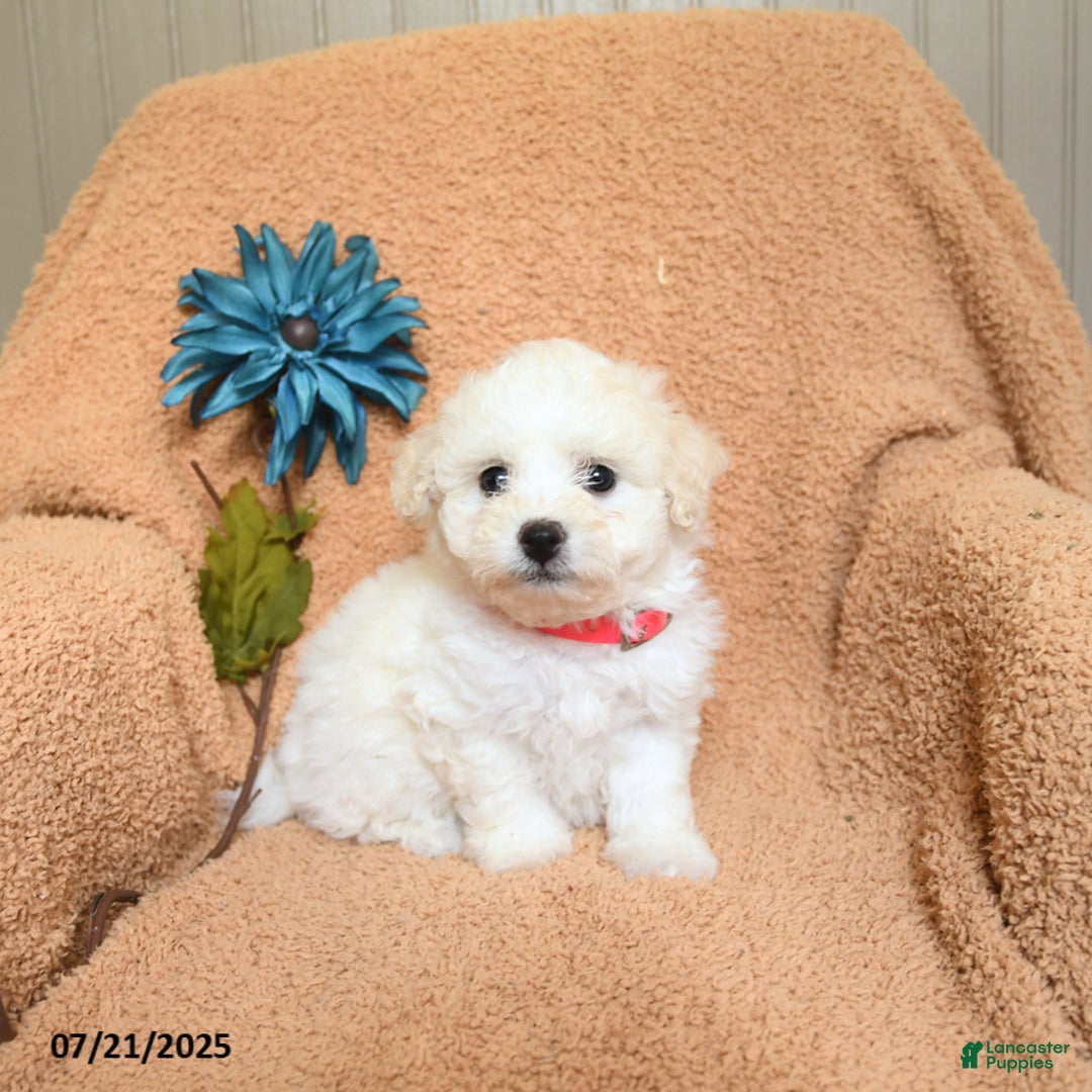 Bichon Frise dogs for sale: Kirsten - Image 3