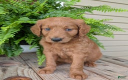 Goldendoodle dogs for sale: Flip - Image 2