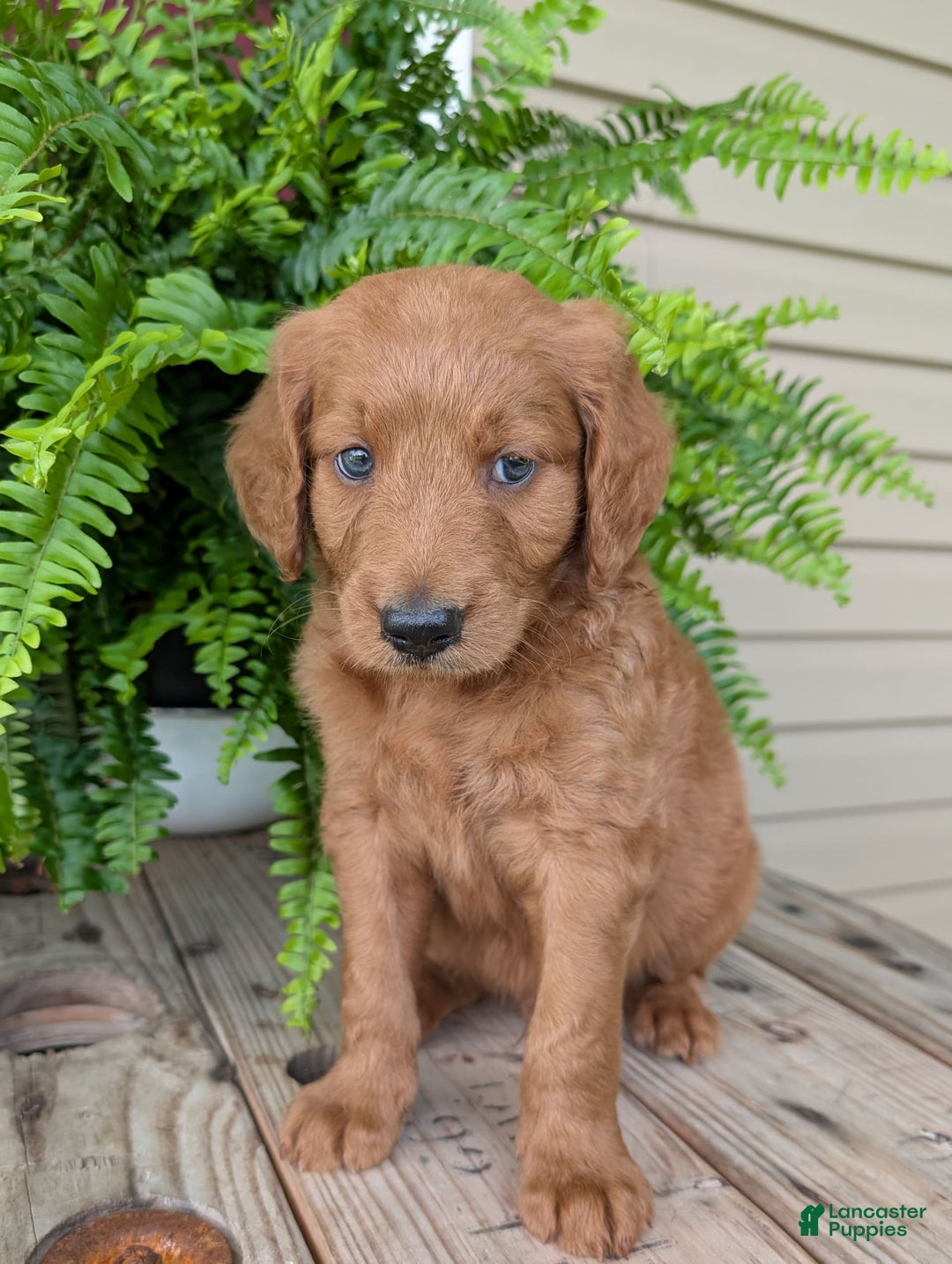 Goldendoodle dogs for sale: Flip - Image 2