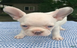 French Bulldog dogs for sale: Princess White - Image 5