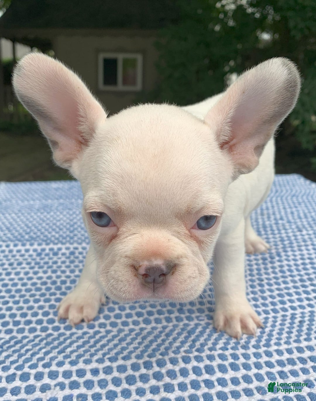 French Bulldog dogs for sale: Princess White - Image 5