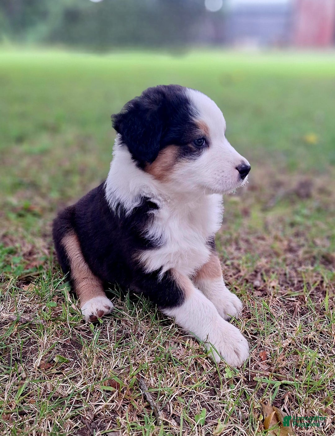 Australian Shepherd dogs for sale: Elliot - Image 7