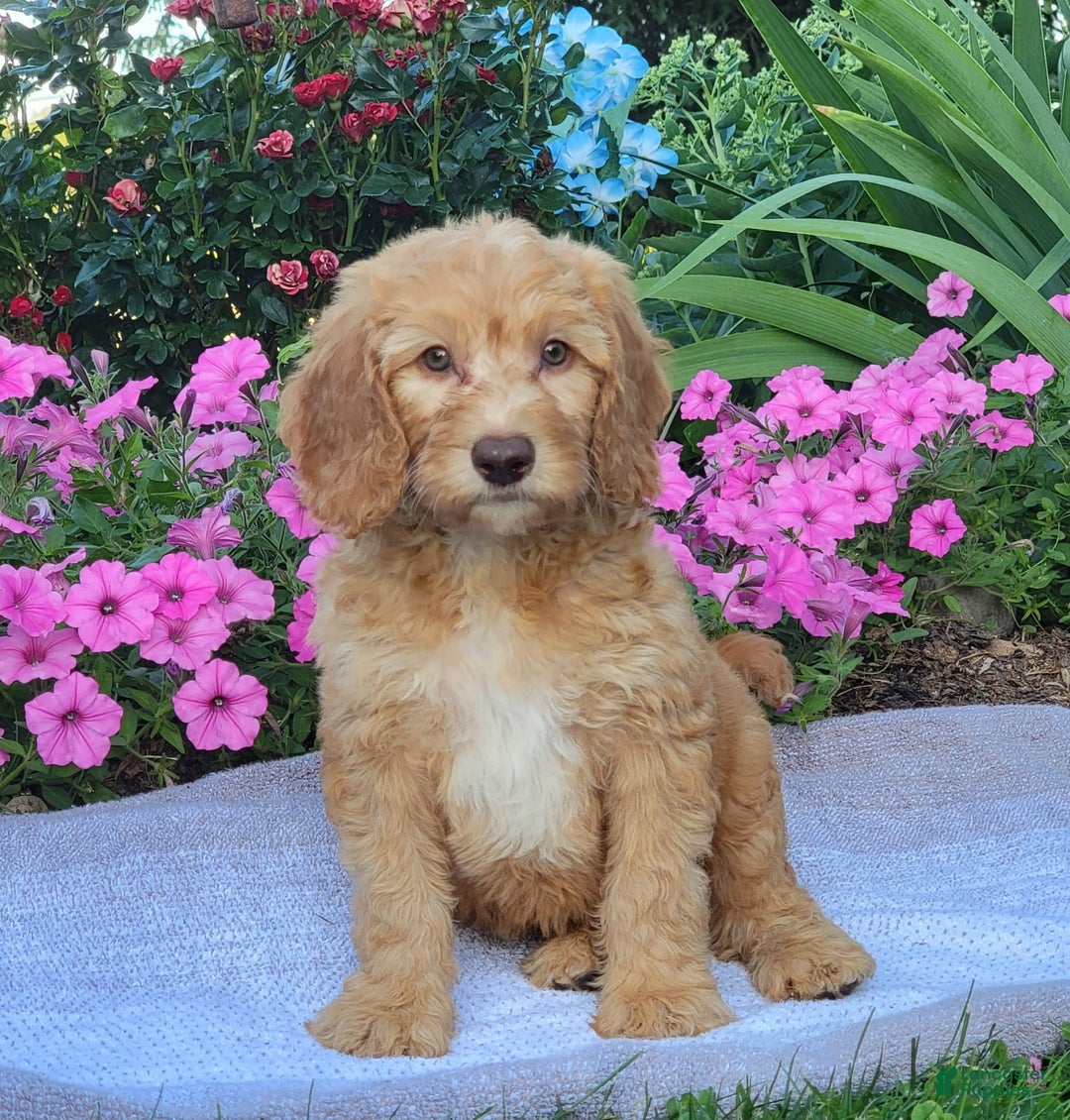 Goldendoodle dogs for sale: Rocky - Image 2