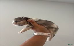 French Bulldog dogs for sale: Gina - Image 3