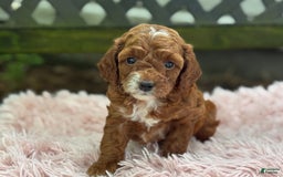 Cavapoo dogs for sale: Bella - Image 13
