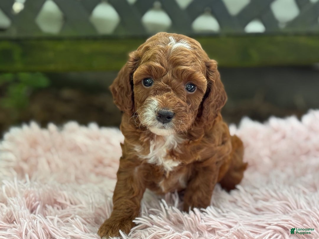 Cavapoo dogs for sale: Bella - Image 13