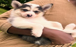 Pomsky dogs for sale: Sweet Rain - Image 13