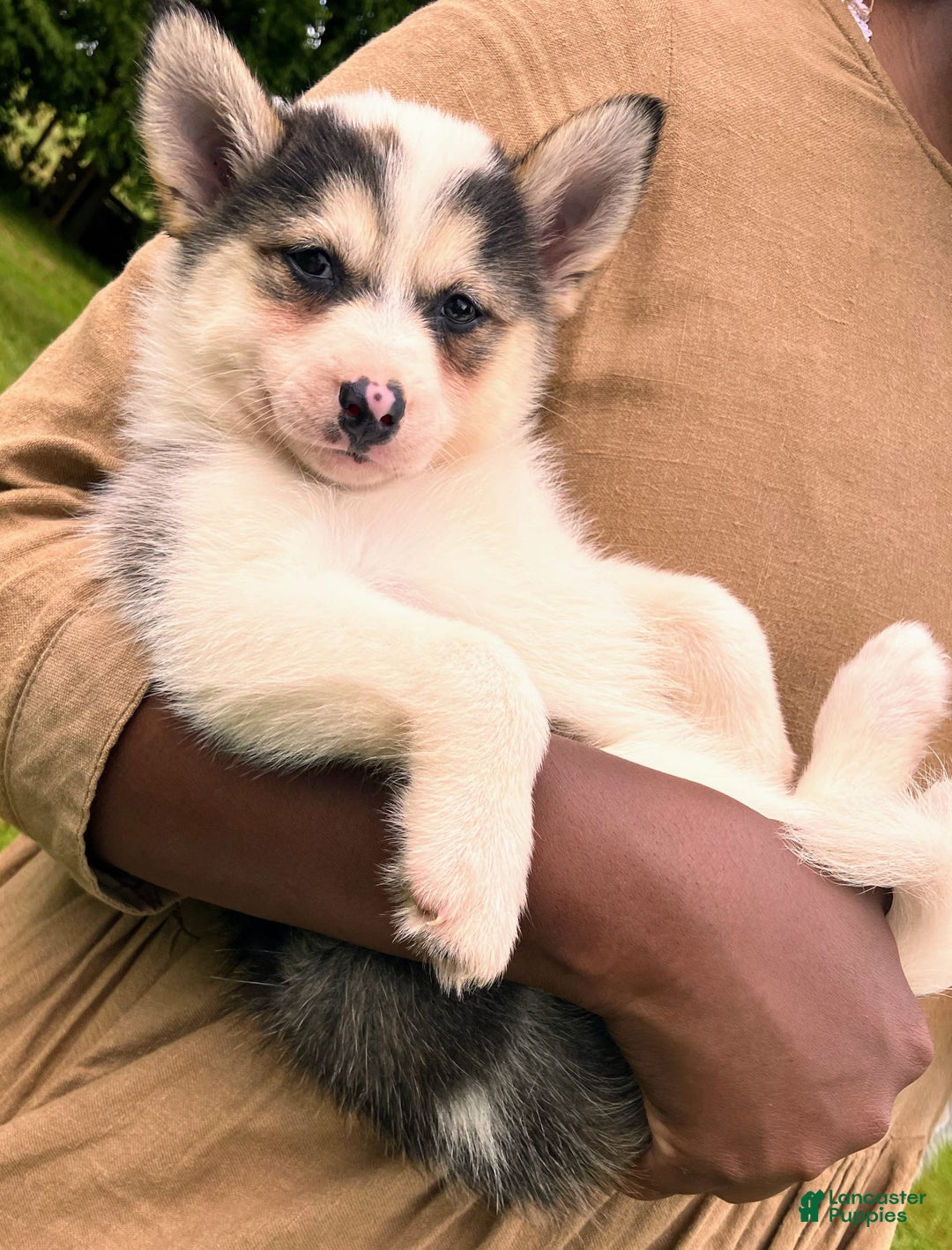 Pomsky dogs for sale: Sweet Rain - Image 13