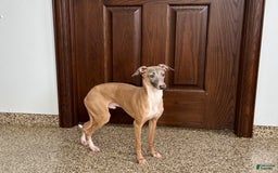 Italian Greyhound dogs for sale: Kenny - Image 3