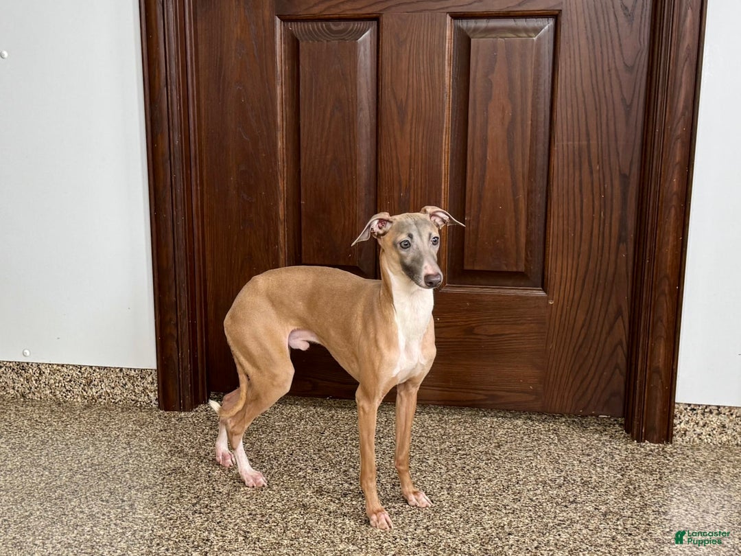 Italian Greyhound dogs for sale: Kenny - Image 3