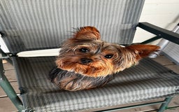 Morkie dogs for sale: Mr. Sleepy - Image 17