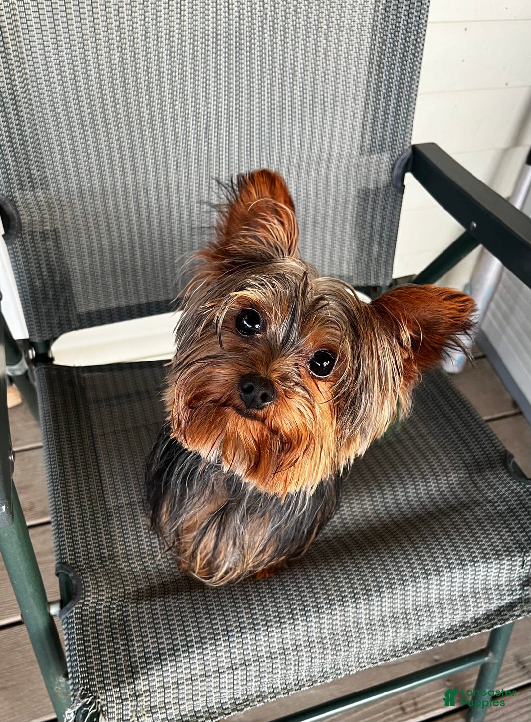 Morkie dogs for sale: Mr. Sleepy - Image 17