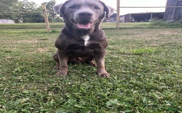 Labrador Retriever dogs for sale: Otter - Image 6