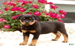 Rottweiler dogs for sale: Ivy - Image 2