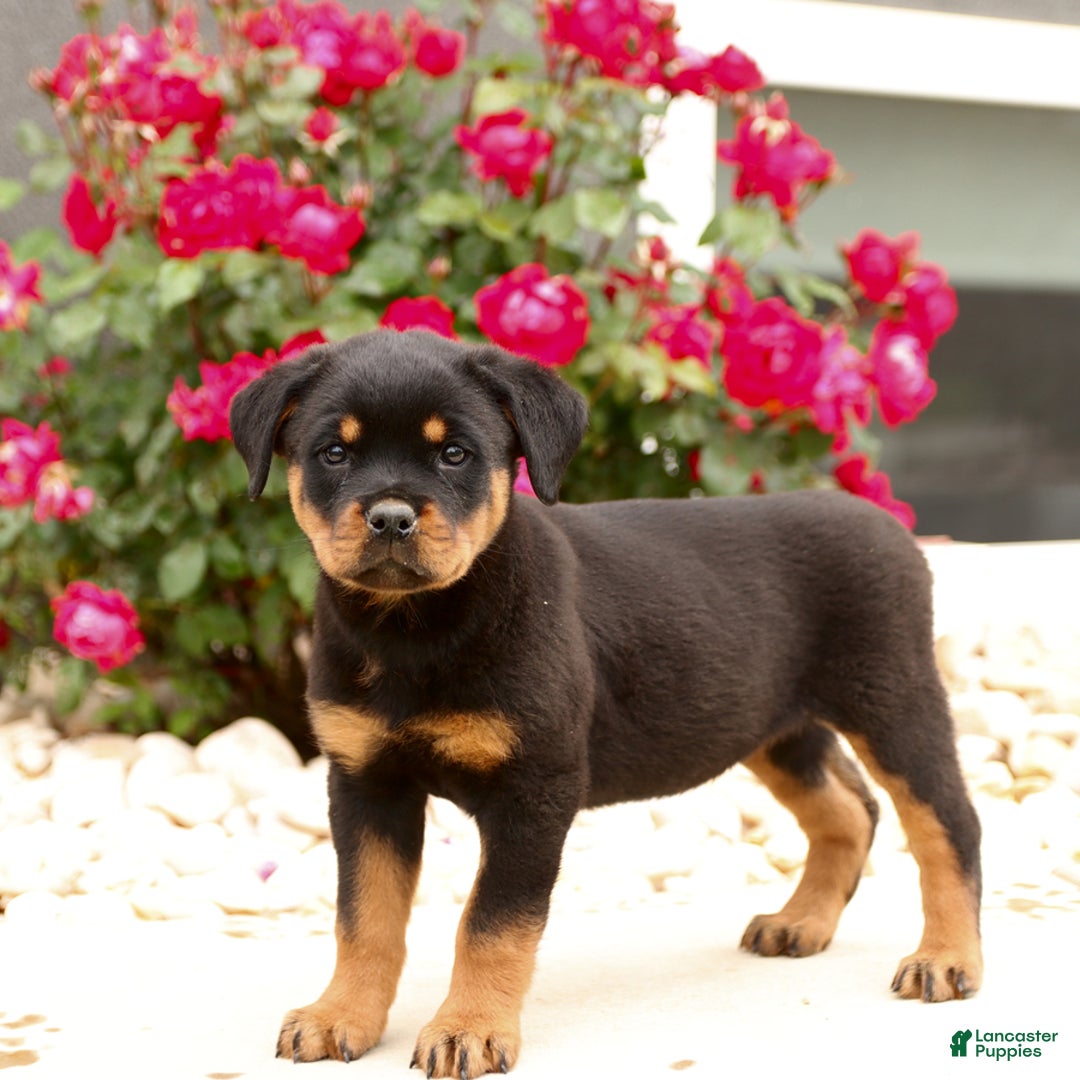 Rottweiler dogs for sale: Ivy - Image 2