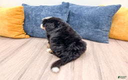 Bernese Mountain Dog dogs for sale: Axel - Image 3