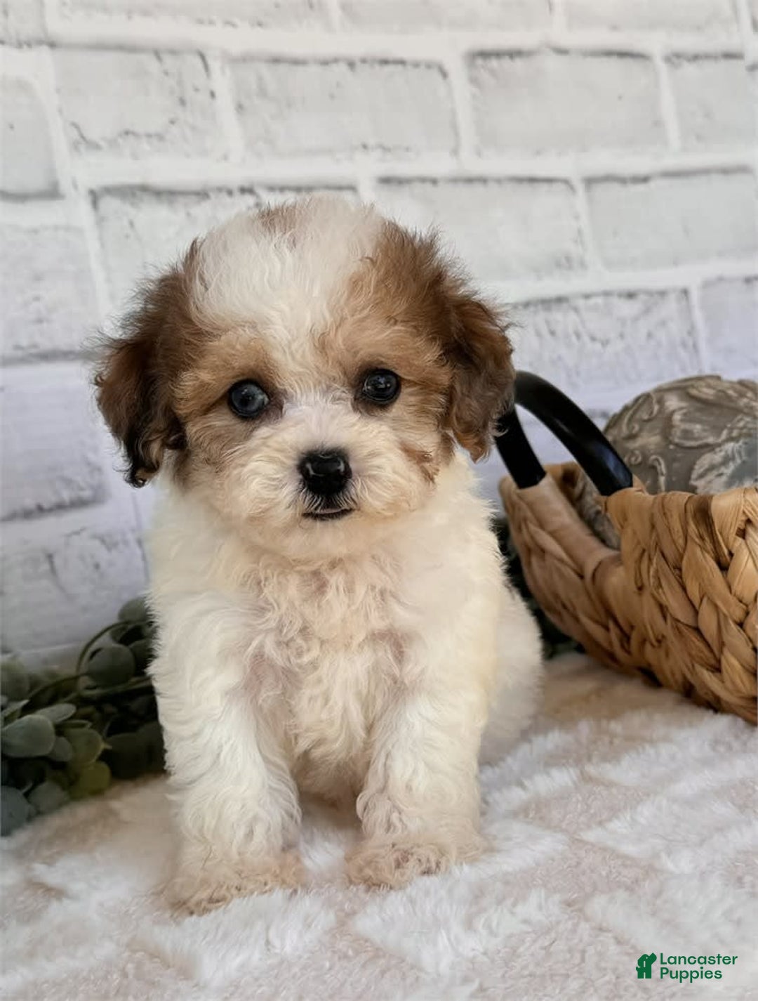 Toy Poodle dogs for sale: Prescott - Image 2