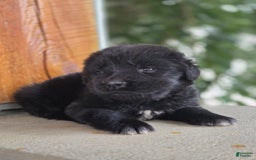Newfoundland dogs for sale: Pixie - Image 7