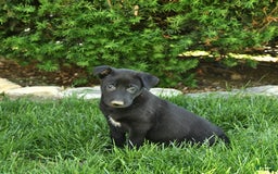 Belgian Malinois dogs for sale: Lucas - Image 4