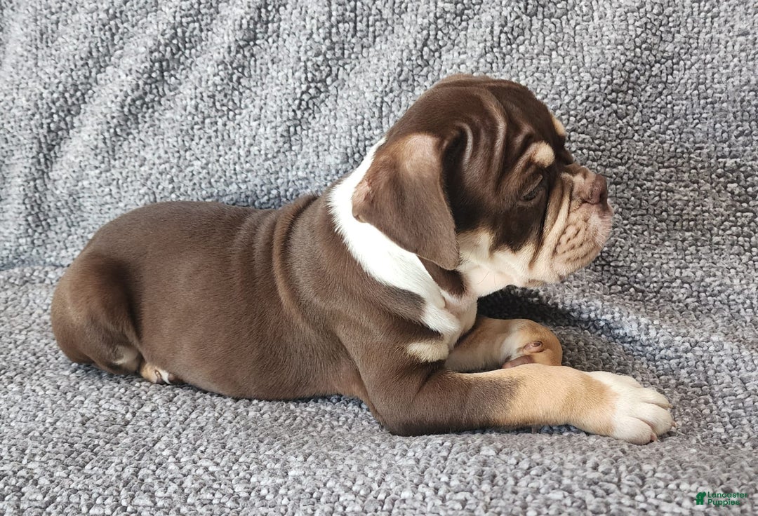 English Bulldog dogs for sale: Caroline - Image 6