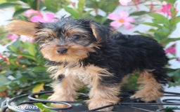 Yorkshire Terrier dogs for sale: Misty - Image 4